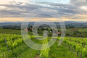 Vineyards in Tuscany at dusk, Italy