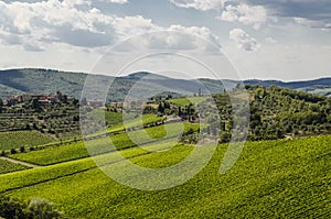 Vineyards in Tuscany, Italy