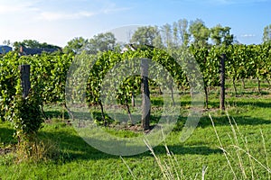 Vineyards under Palava. Czech Republic