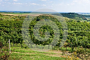 Vineyards under Palava. Czech Republic