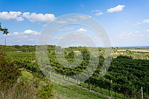 Vineyards under Palava. Czech Republic