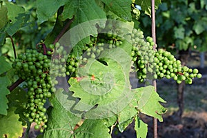 Vineyards under Palava. Czech Republic - South Moravian Region wine region.