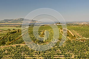 Vineyards under Palava. Czech Republic - South Moravian Region wine region.