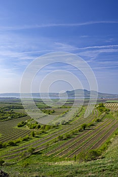 Vineyards under Palava,  Southern Moravia, Czech Republic photo