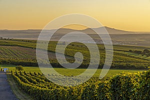 Vineyards under Palava,  Southern Moravia, Czech Republic photo