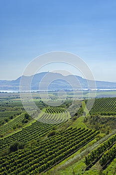 Vineyards under Palava,  Southern Moravia, Czech Republic photo