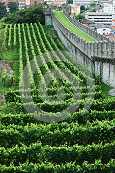 Vineyards under the rampart in Bellinzona. photo