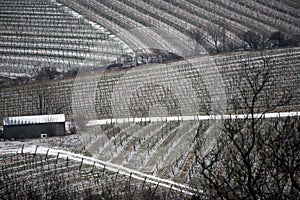 Vineyards