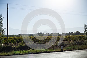 vineyards under the sun of Mendoza Argentina, mountains in the background