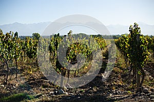 vineyards under the sun of Mendoza Argentina, mountains in the background