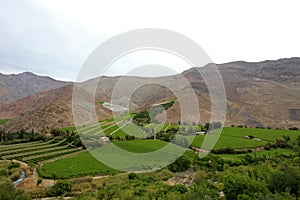Vineyards used for Pisco in the dry Elqui Valley, Chile photo