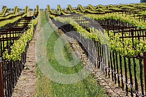 Vineyards in the Valley