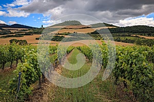 Vineyards in a valley near Pamplona and the Sierra del Perdon in Northern Spain photo