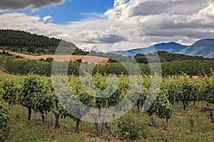 Vineyards in a valley near Pamplona and the Sierra del Perdon in Northern Spain photo