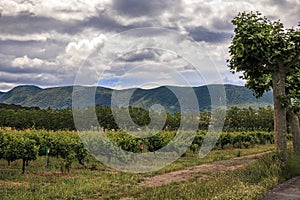 Vineyards in a valley near Pamplona and the Sierra del Perdon in Northern Spain photo