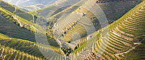 Vineyards in the Valley of the River Douro, Portugal, Portugal. Portuguese port wine. Terrace fields. Summer season.