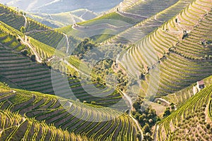 Vineyards in the Valley of the River Douro, Portugal, Portugal. Portuguese port wine. Terrace fields. Summer season.