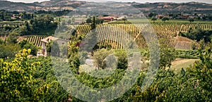 Vineyards in Valmarecchia, Italy