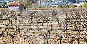 Vineyards in the Vendrell in the Penedes region, Tarragona