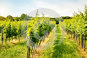 Vineyards of Vienna