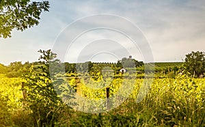 Vineyards of Vienna