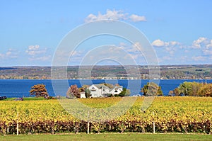 Vineyards and View of Cayuga Lake