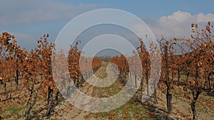 Vineyards. View of the rows of vines. Beautiful colorful autumn landscape.