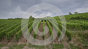 Vineyards view from the town