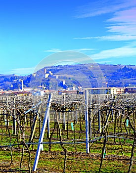 Vineyards view Veneto Italy