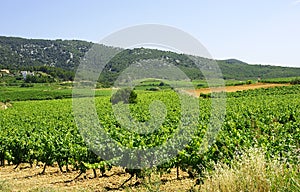 Vineyards in Vilafranca del Penedes photo