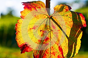 Vineyards vine leaf close up