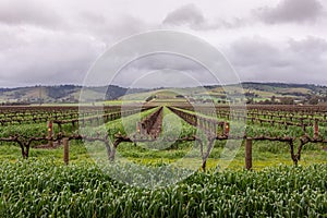 Vineyards, vine rows for wine production at spring time. It is about to rain, foggy and cloudy landscape. Hills and misty fields