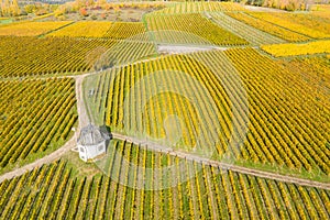 Vineyards and vineyard cottages in the Rheingau / Germany in Autumn