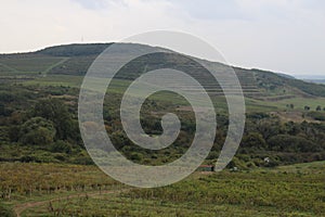 Vineyards in vineyard Tokaj region near Mala Trna, Slovakia