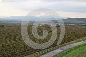 Vineyards in vineyard Tokaj region near Mala Trna, Slovakia