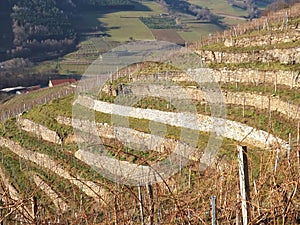 Vineyards in the Wachau, Austria, Europe.