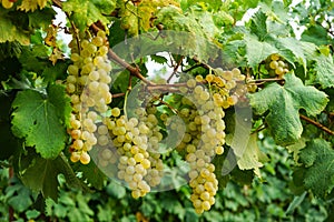 Vineyards waiting for harvest