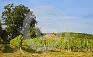 Vineyards, Walla Walla Wine Country, Washington