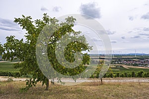 Vineyards and walnut tree near Flonheim/Germany