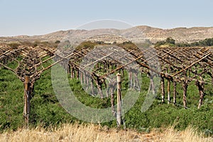 The vineyards and water wheels of Keimoes are world famous