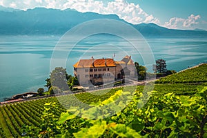 Vineyards and waterfront house on lake Geneva, Rivaz, Switzerland