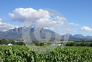 Vineyards of the Western Cape photo