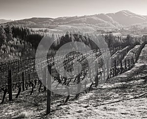 Vineyards, Willamette Valley in Infrared