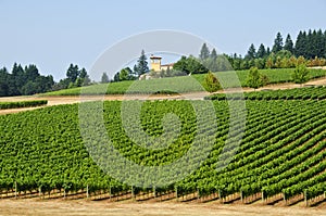 Vineyards in the Willamette Valley Oregon