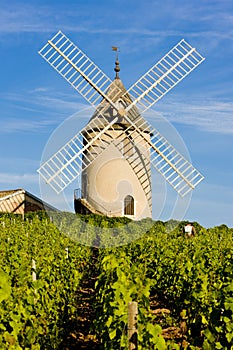 Vineyards with windmill, France