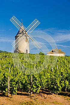 vineyards with windmill near ChÃÂ©nas, Beaujolais, Burgundy, Franc