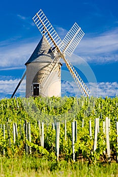 vineyards with windmill near ChÃÂ©nas, Beaujolais, Burgundy, Franc