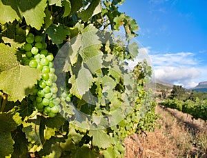 Vineyards for wine making