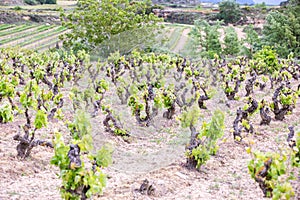 Vineyards in the wine-making region of La Rioja, Spain