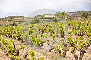 Vineyards in the wine-making region of La Rioja, Spain